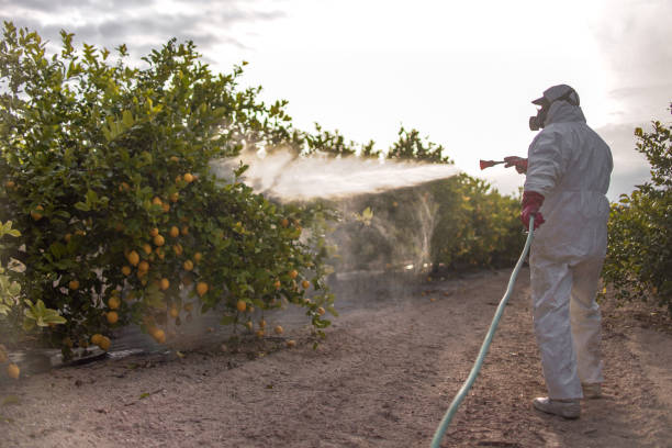 Best Termite Control Services  in Cedar Creek, TX