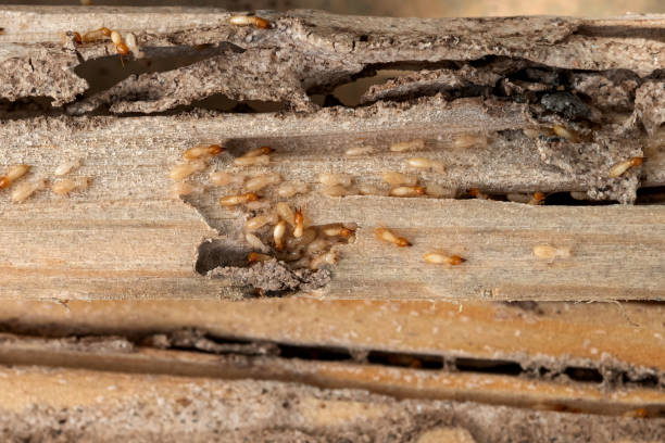 Cedar Creek, TX Pest Control Company